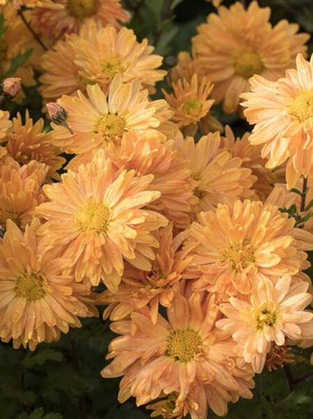 Chrysanthemum indicum 'Kleiner Bernstein' / Chrysantheme, Winter-Aster