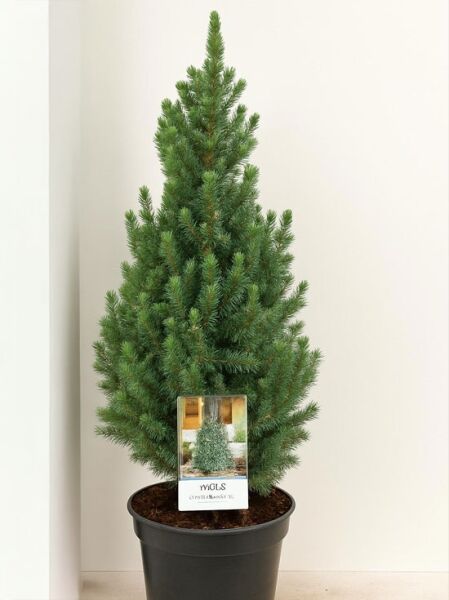 Picea glauca 'Sander's Blue' / Blaue Zwerg-Zuckerhut-Fichte 'Sander's Blue', kegelförmige Fichte im Topf, 50–60 cm, C5