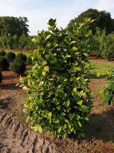 Echter Gewürzstrauch / Karolina-Nelkenpfeffer / Echter Gewürzstrauch / Karolina-Nelkenpfeffer