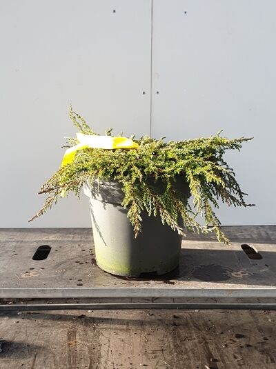 Juniperus communis 'Green Carpet' / Grüner Kriech-Wacholder, flach wachsend im schwarzen Pflanztopf, Variante 50–60 cm breit, C12