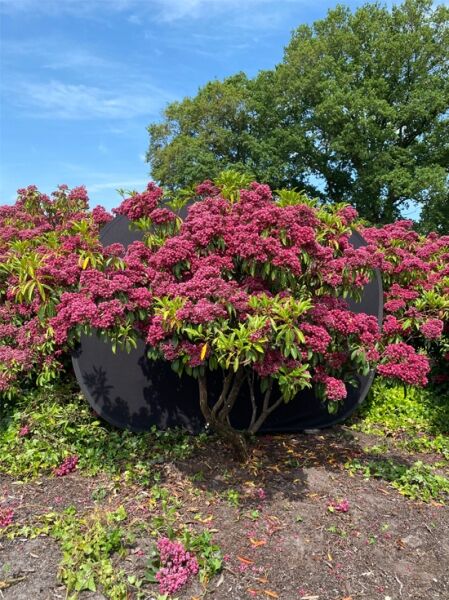Lorbeerrose 'Kaleidoscope' / Berglorbeer 'Kaleidoscope' Schirmform (Nr.1322) / Kalmia latifolia 'Kaleidoscope' 160-180 cm breit x 140-160 cm hoch