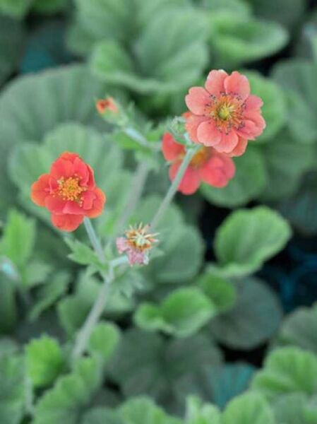 Geum coccineum 'Feuermeer' / Nelkenwurz 'Feuermeer' mit orange-roten Blüten an schlanken Stielen und grünem Laub
