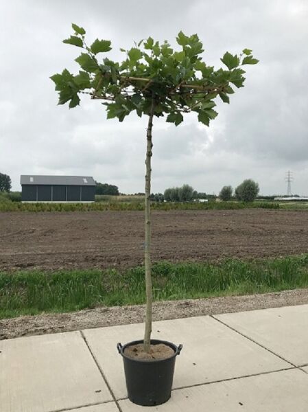 Platanus acerifolia Dachform (Dach-Platane) im Container, Hochstamm mit flach erzogener Schirmkrone und grünen Blättern
