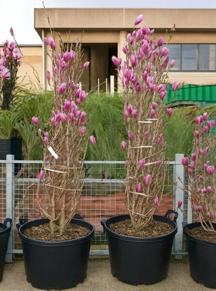 Purpur-Magnolie 'Nigra' (Magnolia liliiflora 'Nigra') 175-200 cm C90, mehrtriebiger Strauch im Container mit purpurnen Knospen.