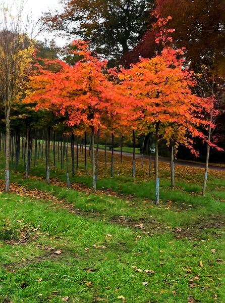 Eisenholzbaum Parrotia persica 'Vanessa' Hochstamm mit leuchtend orange-roter Herbstfärbung im Bestand