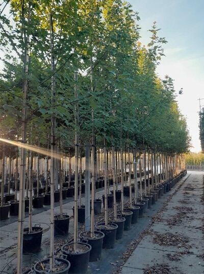 Feuer-Ahorn Acer freemanii 'Celebration' (Celzam) Hochstamm im Container, Reihen junger Bäume in der Baumschule.