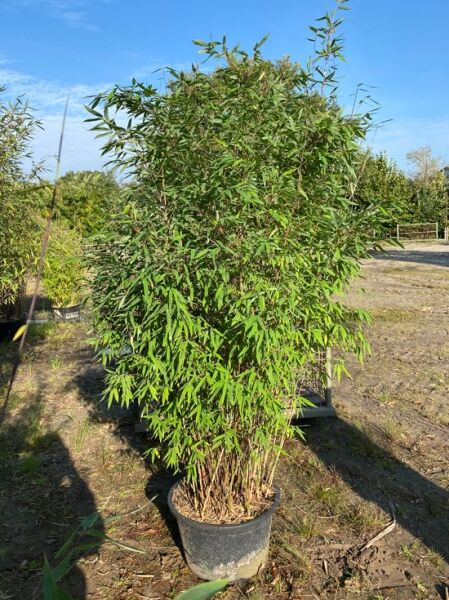 Winterschöner Gartenbambus Fargesia nitida 'Winter Joy', 175–200 cm, im C50-Topf, dichter grüner Bambus mit schmalen Blättern.
