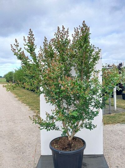 Flieder des Südens / Kreppmyrte ‘Violet d`été’® - Lagerstroemia `Violet d`été ‘®