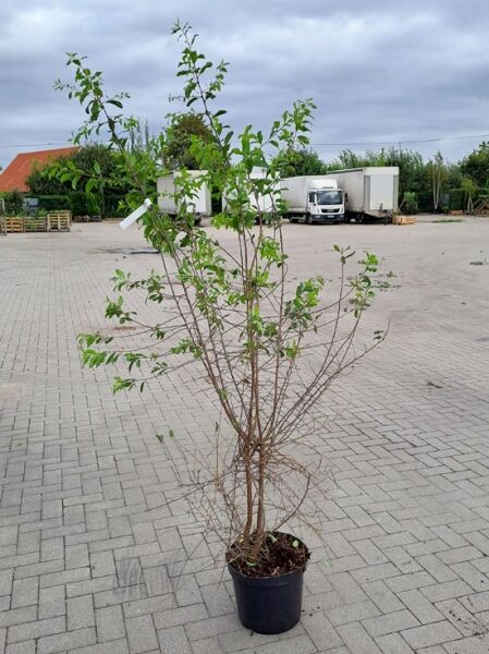 Prunus spinosa (Schlehe/Schwarzdorn) Strauch im Topf, 150–175 cm, C12, Mehrtrieb mit aufrechten Zweigen und grünen Blättern.