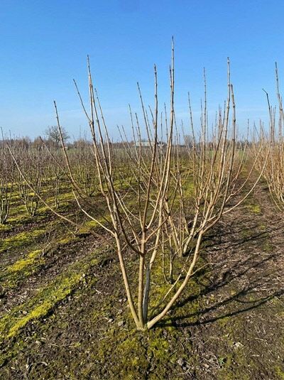 Gold-Trompetenbaum 'mehrstämmig' / Catalpa bignonioides 'Aurea'
