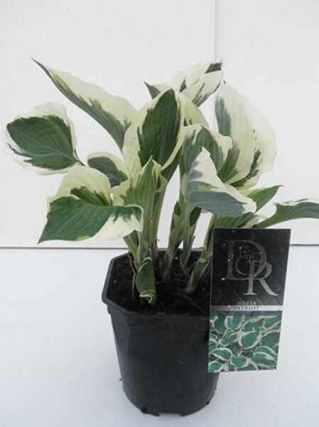 Weißrand-Funkie 'Patriot' (Hosta 'Patriot') im C2-Topf, grüne Blätter mit cremeweißer Randzeichnung.