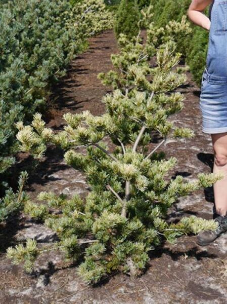 Mädchen-Kiefer 'Ryu-Ju' / Pinus parviflora 'Ryu-Ju'