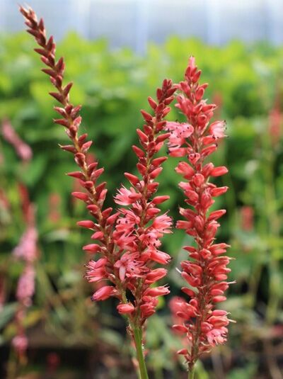 Kerzen-Knöterich (Bistorta amplexicaulis) 'Orangofield ®' mit aufrechten, roten Blütenkerzen und grünen Stängeln