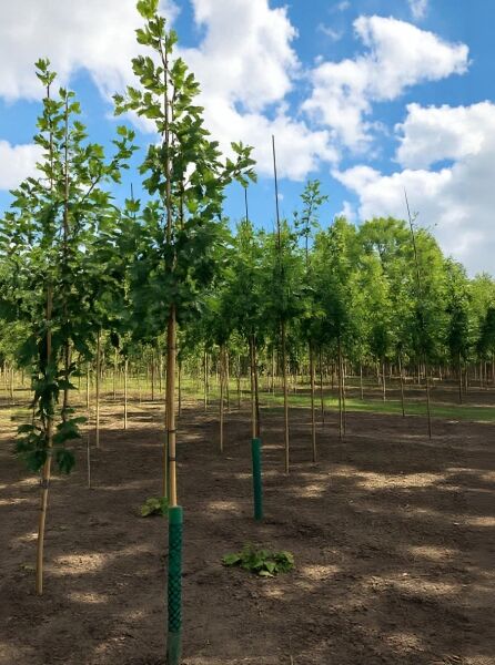 Quercus bicolor / Zweifarbige Eiche Hochstamm 10-12 StU m. Db., junger Baum mit Stützpfahl und grünem Stammschutz