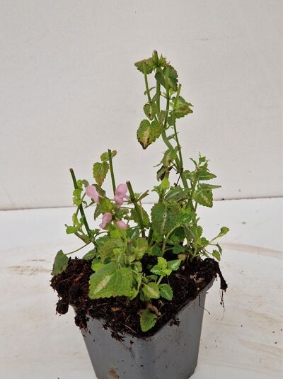 Lamium maculatum 'Shell Pink' / Taubnessel 'Shell Pink' P9 mit rosa Blüten und grünem Laub im Pflanztopf