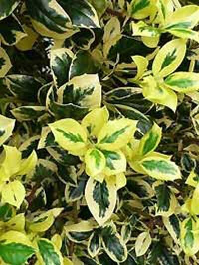 Großblatt-Stechpalme 'Golden King' (Ilex altaclerensis) mit grün-gelb panaschierten Blättern, Solitär 150–175 cm m. B.