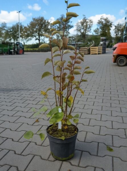 Echte Felsenbirne (Amelanchier ovalis/rotundifolia) als mehrtriebige Jungpflanze im schwarzen Pflanztopf mit grünen Blättern.