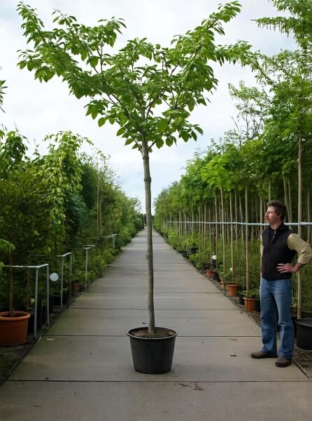 Prunus serrulata 'Shiro-fugen' / Weiße Zierkirsche 'Shiro-fugen' Hochstamm im Container mit grünem Laub, 14-16 StU