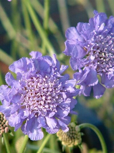 Tauben-Skabiose 'Butterfly Blue' / Scabiosa columbaria 'Butterfly Blue'