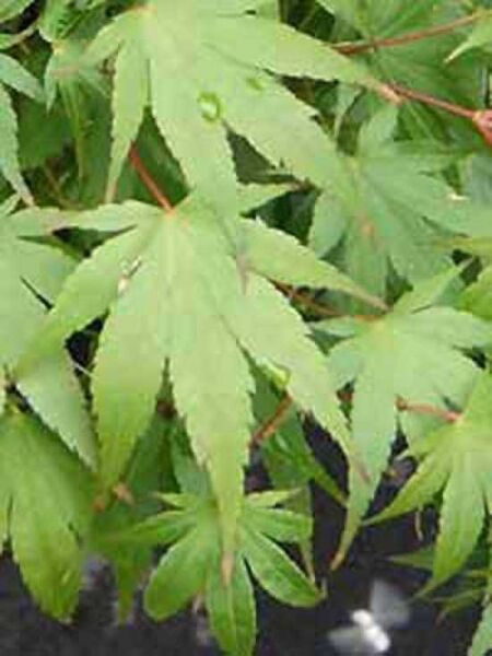 Acer palmatum / Fächer-Ahorn / Japanischer Ahorn