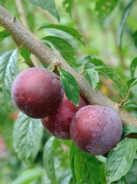Prunus domestica 'Monsieur Hâtif' / Pflaume 'Monsieur Hâtif' mit drei reifen, violettroten Pflaumen am Ast mit grünen Blättern
