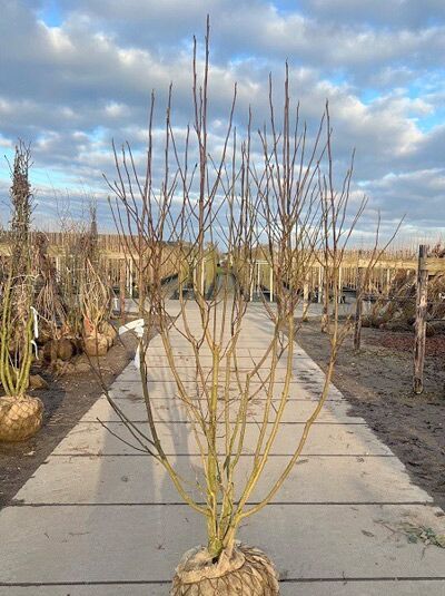 Großblumige Magnolie 'Galaxy' / Magnolia 'Galaxy'