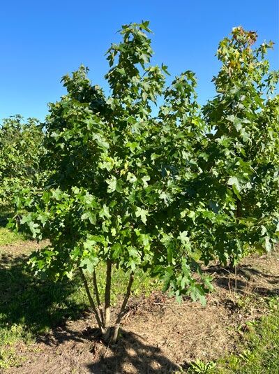 Liquidambar styraciflua (Amerikanischer Amberbaum) Guldenbaum mehrstämmig, 200–250 cm, mit durchgehend grünen, gelappten Blättern