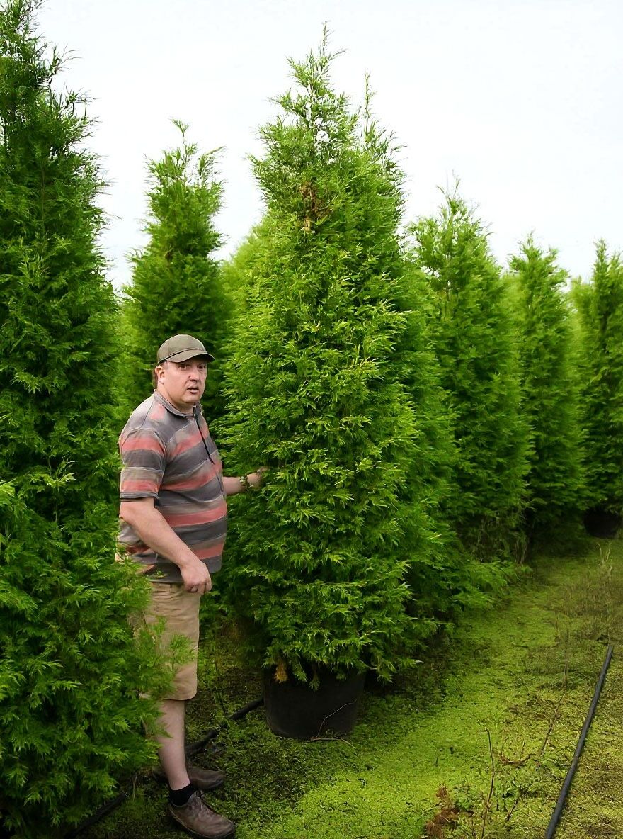 Lebensbaum 'Brabant' - Thuja occidentalis 'Brabant' - Baumschule NewGarden
