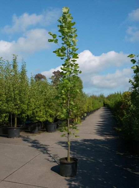 Säulen-Tulpenbaum (Liriodendron tulipifera 'Fastigiatum') 250-300 cm, C40, schlanker Baum im Container mit grünen Blättern