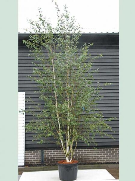 Weißrindige Himalaja-Birke 'Doorenbos' (Betula utilis 'Doorenbos') 300–350 cm, mehrstämmiger Baum im Container C70 mit grünen Blättern.