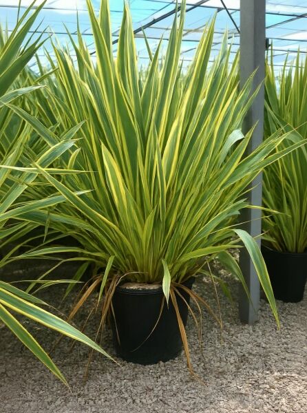 Phormium tenax 'Variegatum' (Weißbunter Neuseeländer-Flachs) im Topf, aufrecht wachsende, gelbgrün gestreifte Blätter.