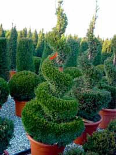 thuja einnehmen Pflüger Thuja extern Globuli Thuja occidentalis C30 (10 mg) 10 g