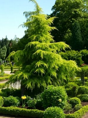 Gelbe Himalaja-Zeder - Cedrus deodara 'Aurea'