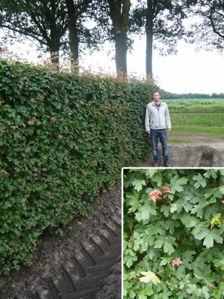 Feld-Ahorn / Fertighecke / Heckenelement 200 cm / Acer campestre Heckenelement