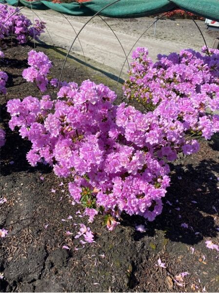 Japanische Azalee (Rhododendron obtusum) 'Elsie Lee', Solitärstrauch mit pinken Blüten, m. B., 70–80 cm Breite