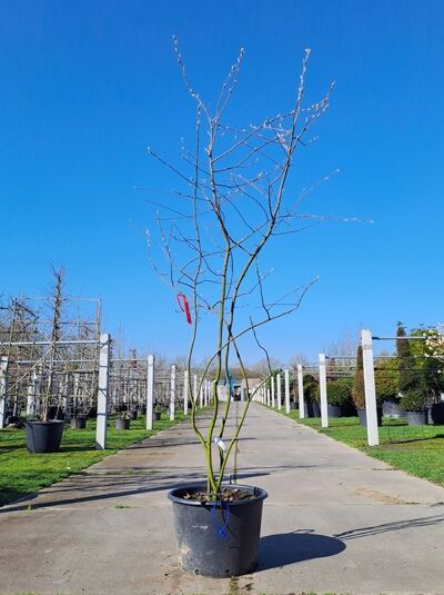 Kupfer-Felsenbirne 200 - 250 cm Schirmform - Amelanchier lamarckii (876188)