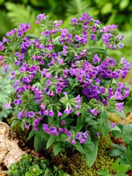 Schmalblättriges Garten-Lungenkraut 'Blaues Meer' / Pulmonaria angustifolia 'Blaues Meer'