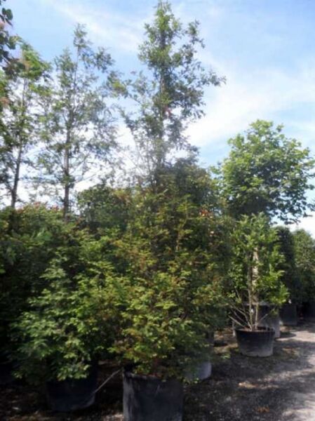 Urweltmammutbaum / Wasserlärche / Wassertanne  / Urweltmammutbaum / Wasserlärche / Wassertanne 