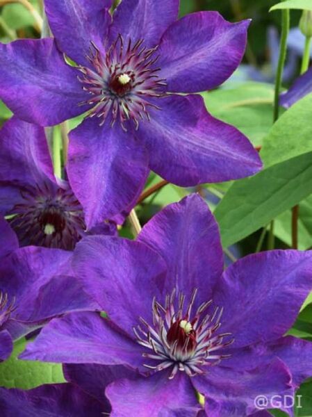 Clematis 'The President' / Waldrebe 'The President'