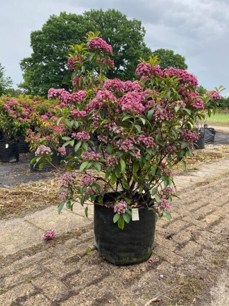 Kalmia latifolia 'Latchmin' (Lorbeerrose/Berglorbeer) Solitär, 70–80 cm hoch, im Container mit rosa Blüten und immergrünem Laub.