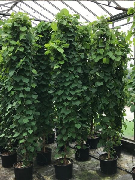 Amerikanische Pfeifenwinde (Aristolochia macrophylla) 175–200 cm, C20, kletternde Pflanze im Topf mit dichtem grünem Laub