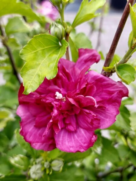 Hibiscus syriacus 'Magenta Chiffon' ® / Garteneibisch 'Magenta Chiffon' ® / Strauch-Eibisch 'Magenta Chiffon' ®