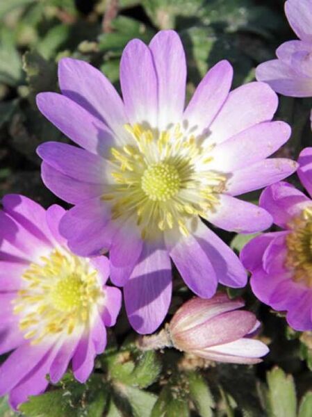 Rosa Frühlings-Anemone 'Charmer' / Anemone blanda 'Charmer'