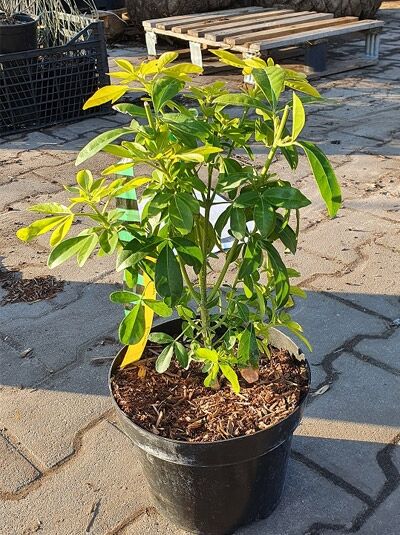 Orangenblume Choisya ternata 'Sundance®' im schwarzen C3-Topf, 30–40 cm, grünes bis gelbgrünes Laub.