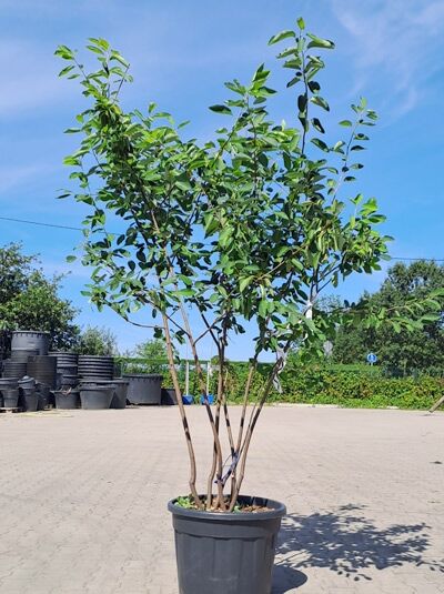 Kupfer-Felsenbirne 200 - 250 cm Schirmform / Amelanchier lamarckii (1577177)