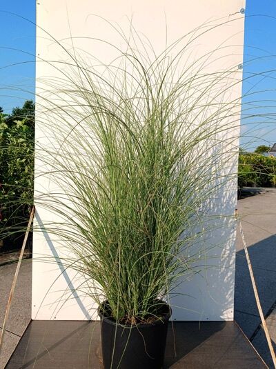 Zebra-Chinaschilf 'Zebrinus' - Miscanthus sinensis 'Zebrinus'