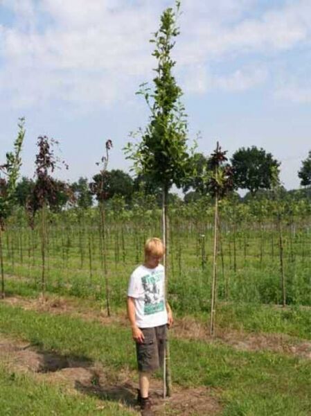Quercus robur (Stiel-Eiche, Sommer-Eiche) Hochstamm 8–10 StU mit Ballen, junger Baum mit Pfahl und Laubtrieb