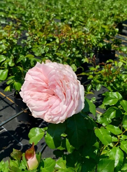 Edelrose „Meine Rose“ (Rosa „Meine Rose“) mit gefüllter, zartrosa Blüte und glänzendem, grünem Laub.