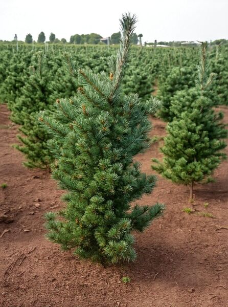 Pinus parviflora 'Tempelhof' / Mädchen-Kiefer 'Tempelhof', 125–150 cm, mit Ballen, kompakt wachsender Nadelbaum im Feld.