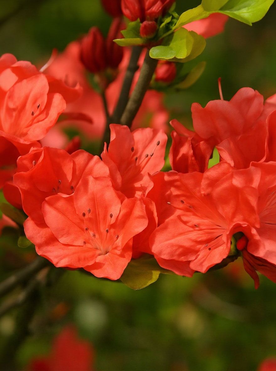 Japanische Azalee 'Geisha Orange' - Rhododendron obtusum 'Geisha Orange'